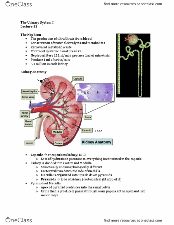 Anatomy and Cell Biology 3309 Lecture Notes - Lecture 11: Renal Papilla, Renal Medulla, Renal Pelvis thumbnail