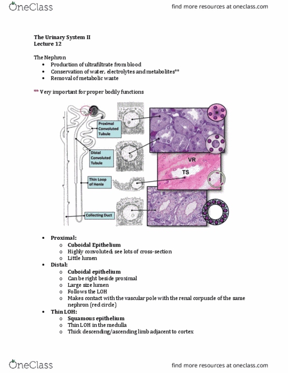 Anatomy and Cell Biology 3309 Lecture Notes - Lecture 12: Distal Convoluted Tubule, Proximal Tubule, Juxtaglomerular Apparatus thumbnail