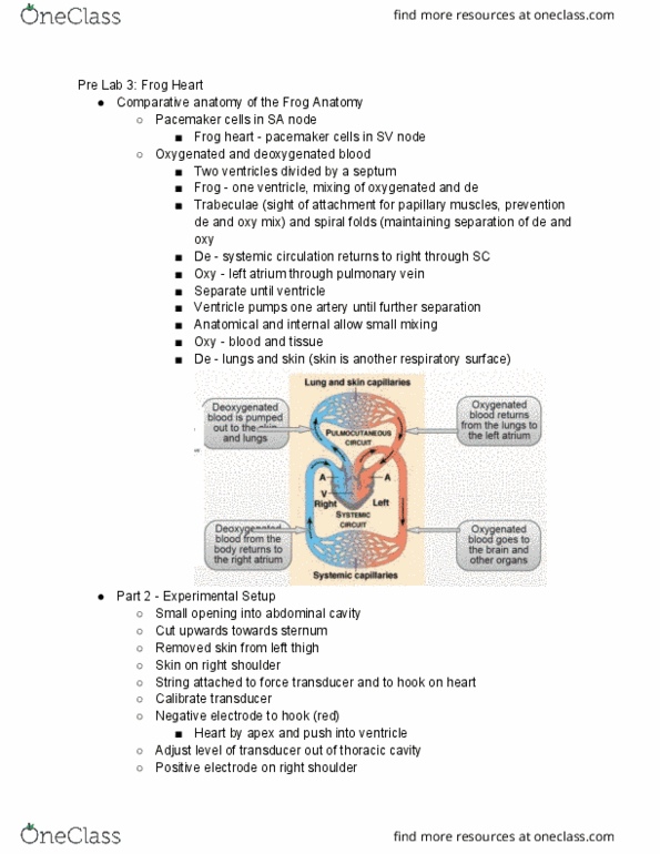 PNB 2265 Chapter Notes - Chapter 3: Artificial Cardiac Pacemaker, Thoracic Cavity, Abdominal Cavity thumbnail