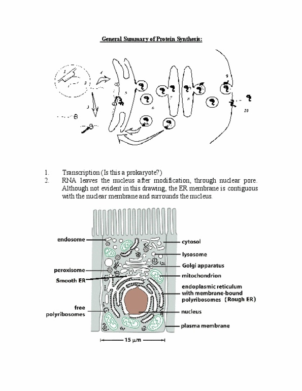 BIOL 1500 Lecture Notes - Endoplasmic Reticulum, Nuclear Pore, Nuclear Membrane thumbnail