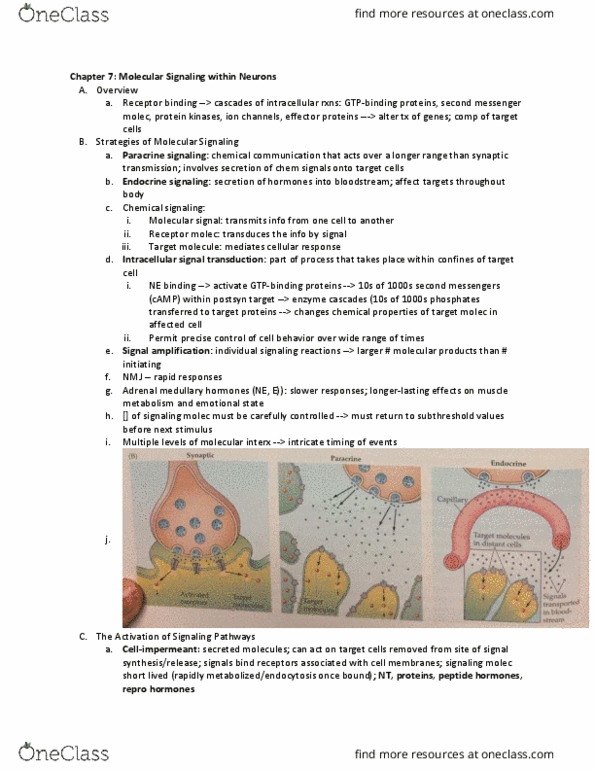 NBB 301 Chapter 7: Purves Ch7; Molecular Signaling within Neurons thumbnail