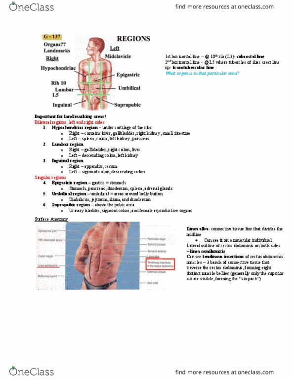 Anatomy and Cell Biology 2221 Lecture Notes - Lecture 1: Transverse Fascia, Superficial Inguinal Ring, Rectus Sheath thumbnail