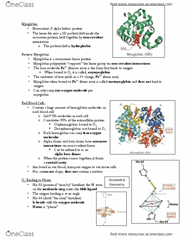 BCH210H1 Chapter Notes - Chapter 6: Myoglobin, Heme, Hemoglobin thumbnail