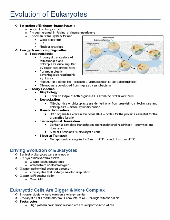 Biology 1002B Lecture Notes - Electron Acceptor, Endomembrane System, Southern Blot thumbnail