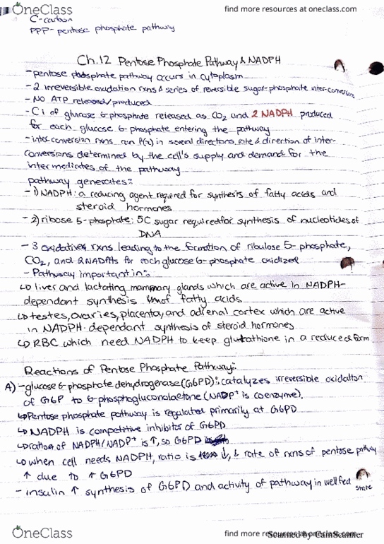 HLSC 2110U Lecture 12: Pentose Phosphate pathway, handwritten notes thumbnail