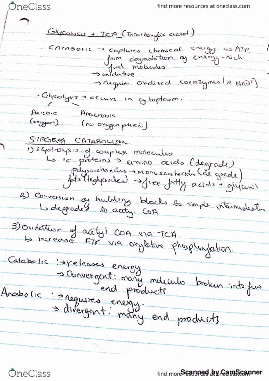 HLSC 2110U Lecture 9: glycolysis and tca; handwritten notes thumbnail
