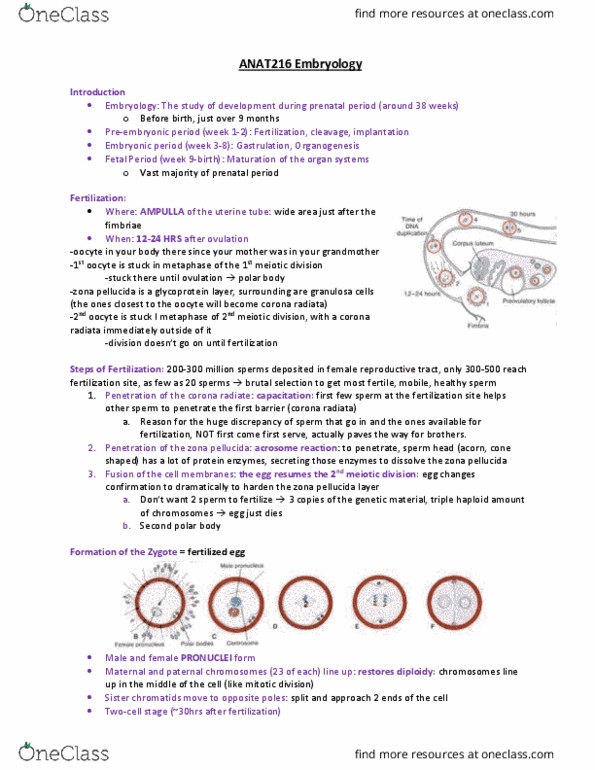 ANAT 216 Lecture Notes - Lecture 28: Zona Pellucida, Inner Cell Mass, Fallopian Tube thumbnail