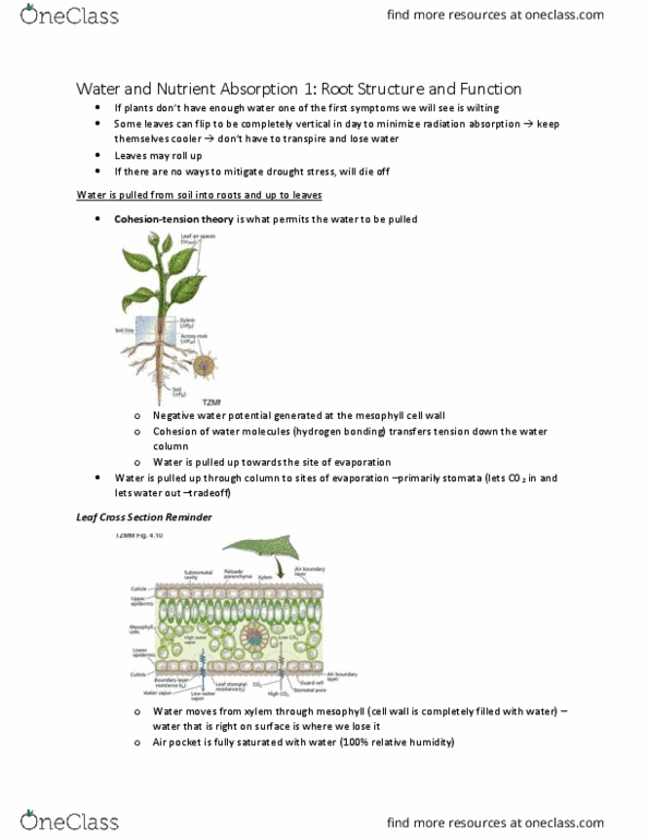 Biology 2601A/B Lecture 17: bio 2601 LECTURE 17 Water and Nutrient Absorption 1 thumbnail