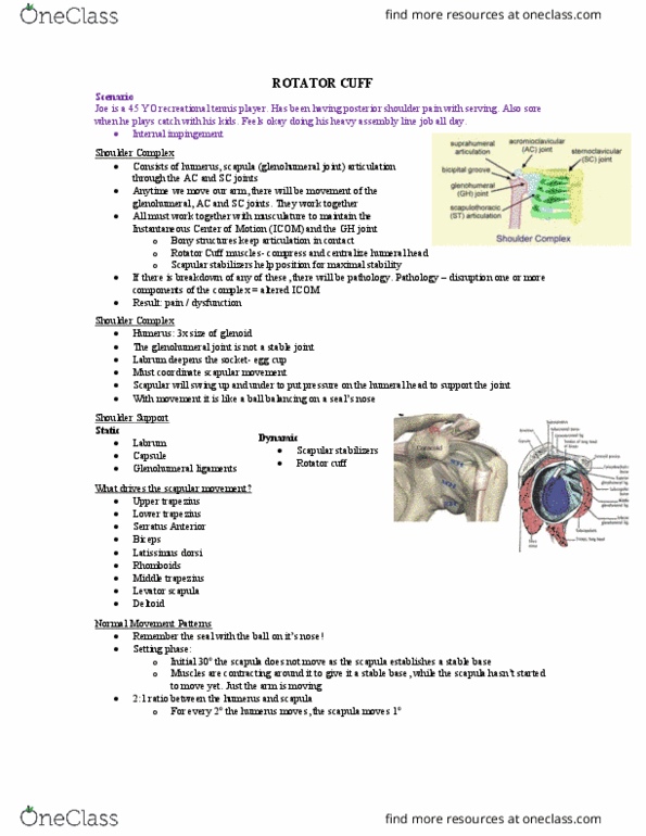Kinesiology 3336A/B Lecture Notes - Lecture 13: Humerus, Trapezius Muscle, Joint Stability thumbnail