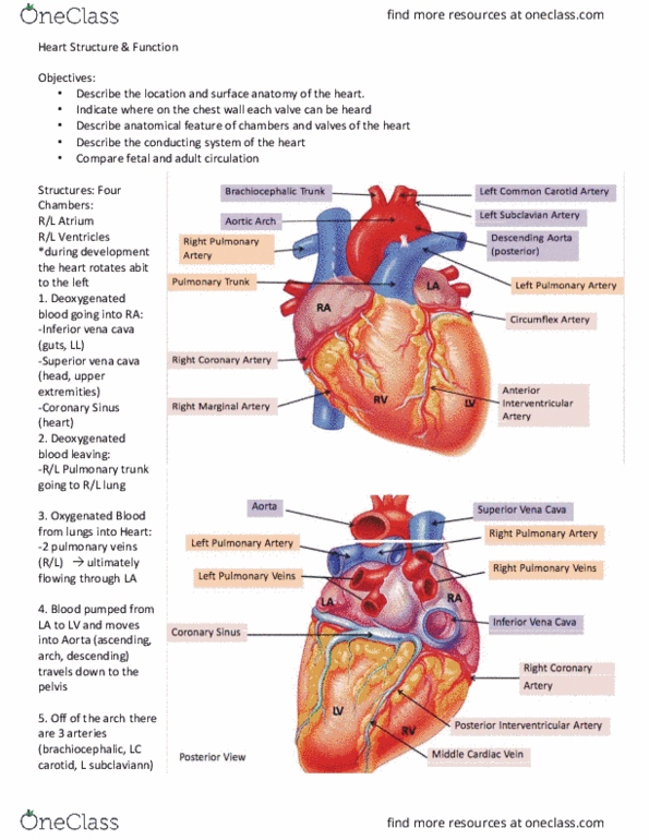 Anatomy and Cell Biology 3319 Lecture 1: Heart-Structure & Function thumbnail