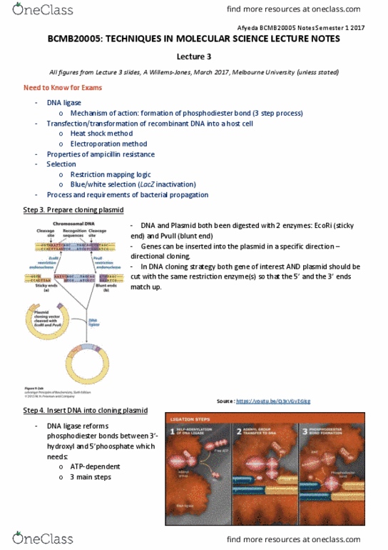 BCMB20005 Lecture Notes - Lecture 3: Bunsen Burner, Molecular Cloning, Phosphodiester Bond thumbnail