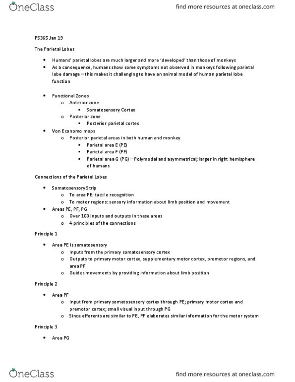 PS365 Lecture 5: The Parietal Lobes thumbnail