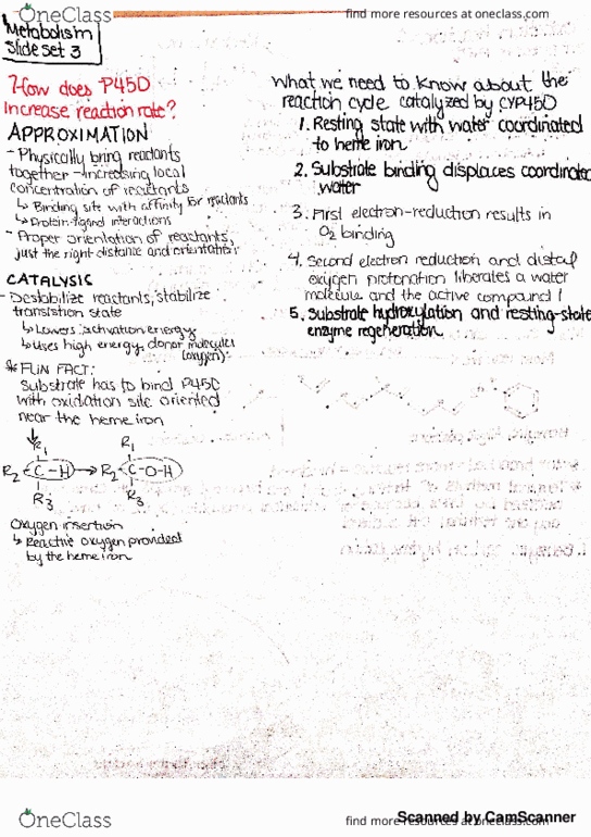 BPS 325 Lecture 3: Metabolism Powerpoint 3.1 thumbnail