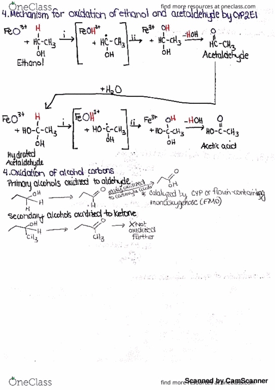 BPS 325 Lecture 3: Metabolism Powerpoint 3.2 thumbnail