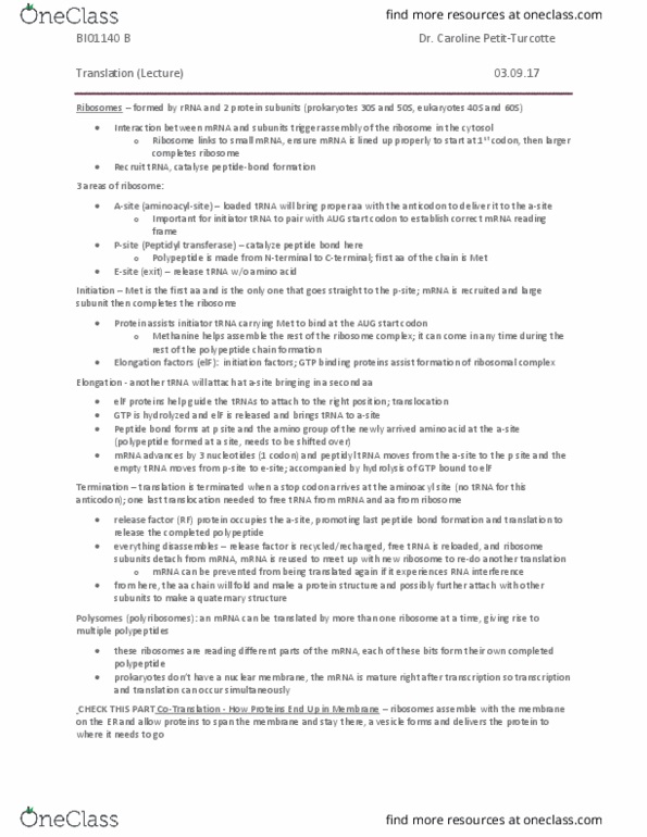 BIO 1140 Lecture Notes - Lecture 14: Peptidyl Transferase, Start Codon, Transfer Rna thumbnail