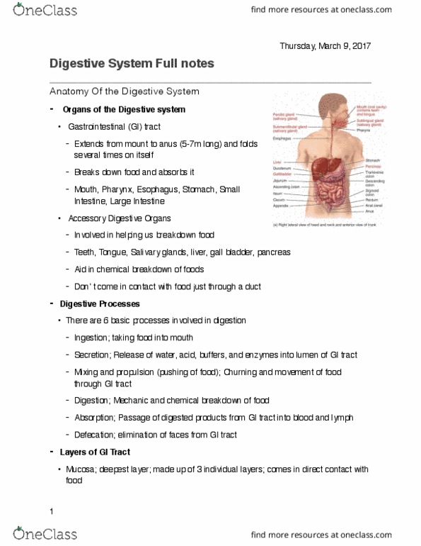 KINESIOL 1AA3 Lecture 12: Digestive System Full notes thumbnail