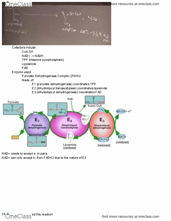 L07 Chem 481 Lecture Notes - Lecture 3: Dihydrolipoamide Dehydrogenase, Flavin Adenine Dinucleotide, Succinate Dehydrogenase thumbnail