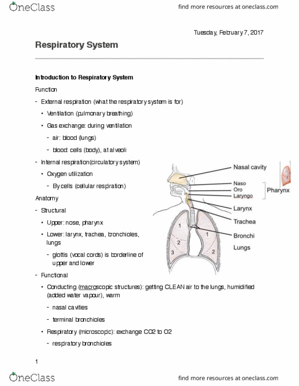 Health Sciences 3300A/B Midterm: Respiratory System - OneClass