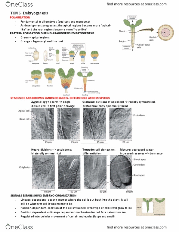 BIOL 341 Lecture Notes - Lecture 18: Vascular Cambium, Wild Type, Abaxial thumbnail