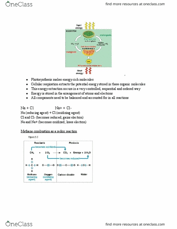 BIO 100 Lecture Notes - Lecture 10: Anaerobic Respiration, Oxidative Phosphorylation, Nicotinamide thumbnail