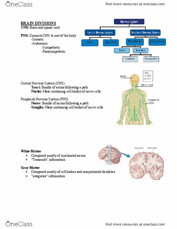 CAS PS 231 Lecture Notes - Lecture 9: Interneuron, Central Nervous System, White Matter thumbnail