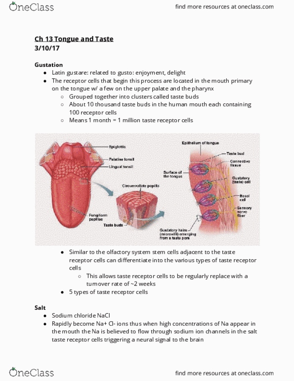 PSYCH C61 Chapter Notes - Chapter 13: Lingual Tonsils, Palatine Tonsil, Taste Bud thumbnail