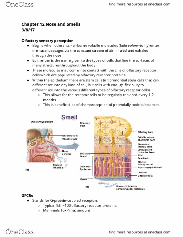 PSYCH C61 Chapter Notes - Chapter 12: Olfactory Receptor, Olfactory Receptor Neuron, Olfactory Bulb thumbnail
