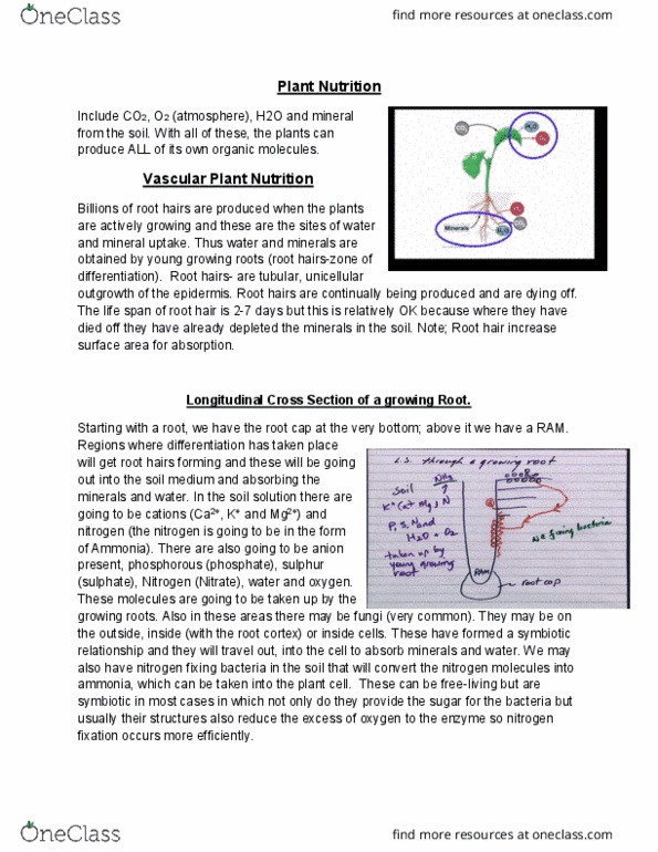 CHEM 2370 Lecture Notes - Lecture 33: Methionine, Invagination, Chlorophyll thumbnail