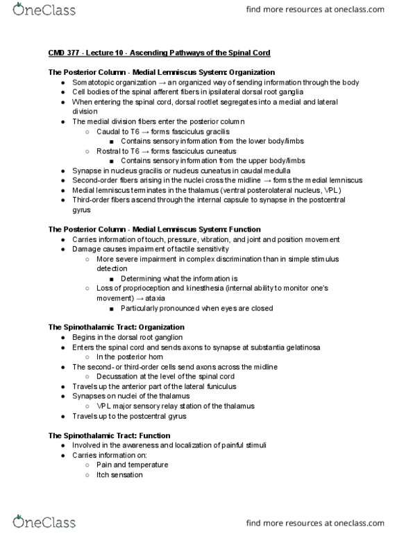 CMD 377 Lecture Notes - Lecture 10: Superior Cerebellar Peduncle, Grey Matter, Spinocerebellar Tract thumbnail