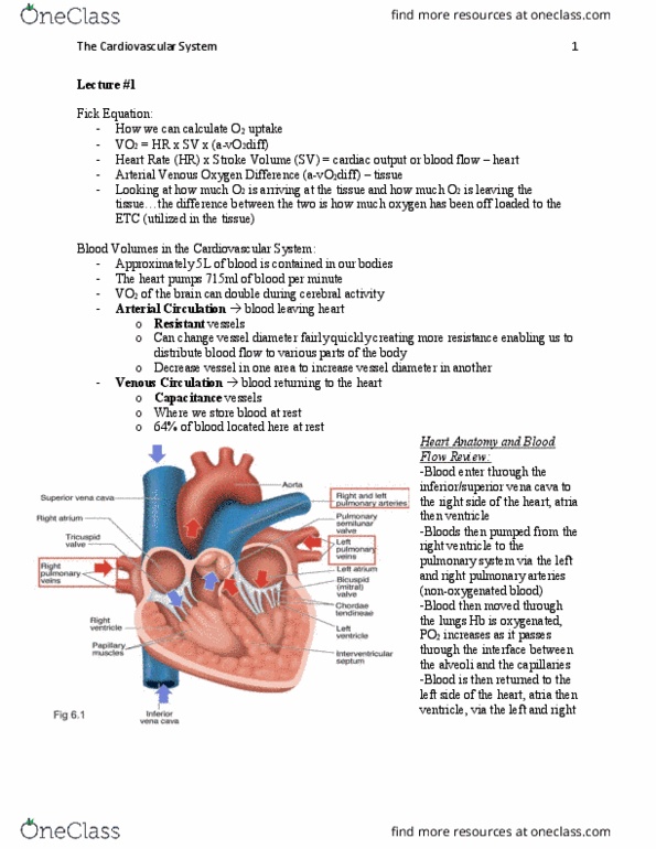 Kinesiology 2230A/B Lecture Notes - Lecture 1: Partial Pressure, Myoglobin, Vasodilation thumbnail