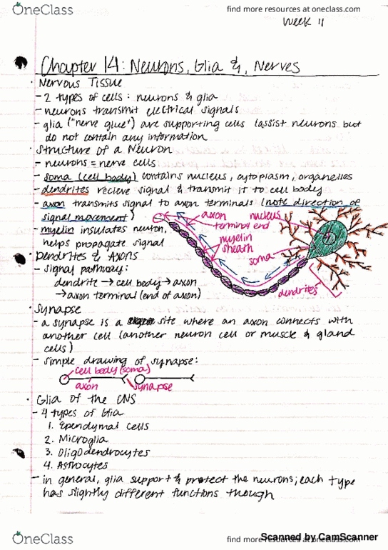 PTH_AS 2201 Lecture Notes - Lecture 8: Pia Mater, Graus, Diencephalon thumbnail