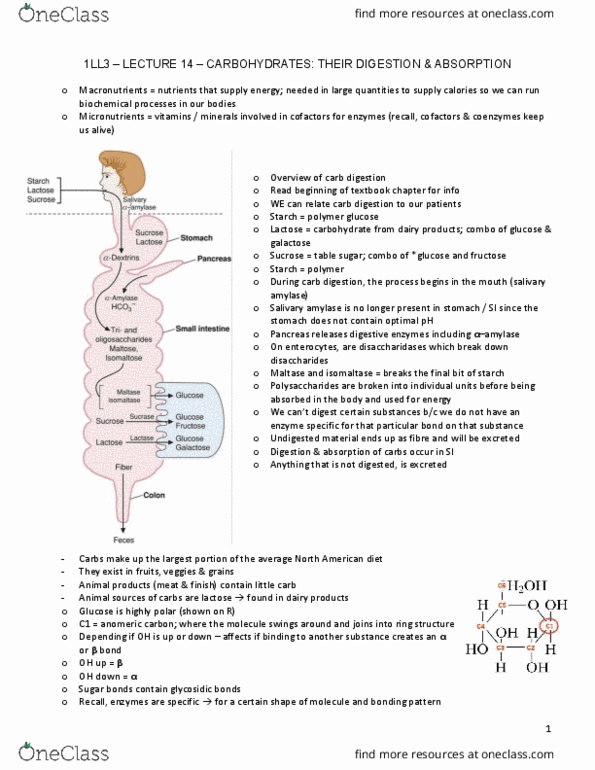 HTHSCI 1LL3 Lecture Notes - Lecture 14: Protein Isoform, Gluconeogenesis, Tight Junction thumbnail