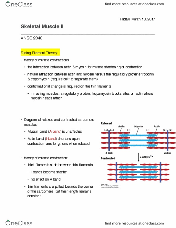 ANSC 2340 Lecture Notes - Lecture 10: Endoplasmic Reticulum, T-Tubule, Myosin Head thumbnail