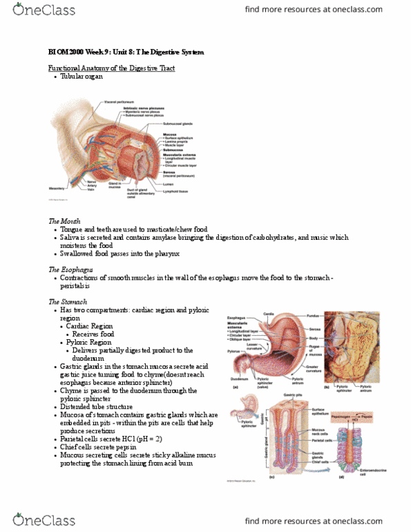 BIOM 2000 Lecture Notes - Lecture 8: Common Hepatic Duct, External Anal Sphincter, Mesentery thumbnail