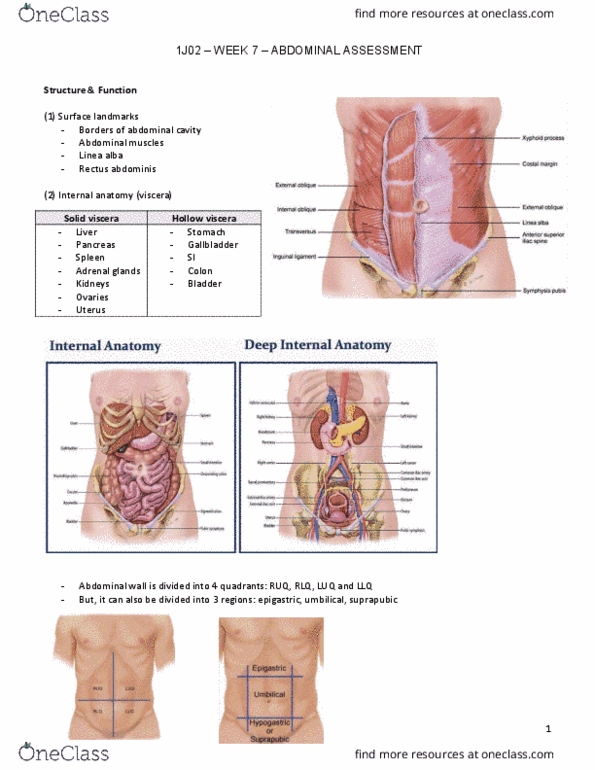 NURSING 1J02 Lecture Notes - Lecture 7: Pelvic Pain, Breast Milk, Inguinal Ligament thumbnail