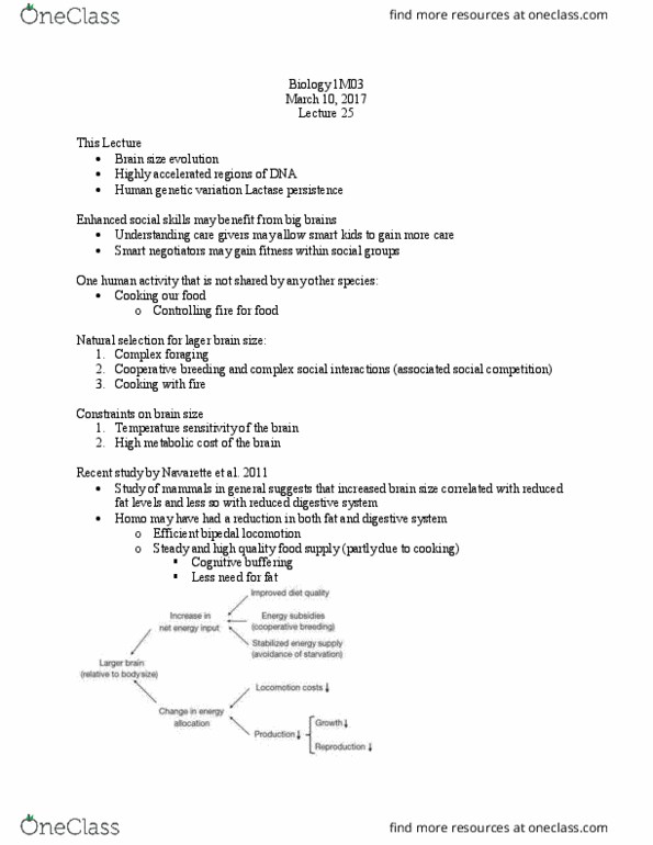 BIOLOGY 1M03 Lecture Notes - Lecture 25: Bipedalism, Brain Size, Directional Selection thumbnail