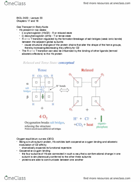 BIOL 2420 Lecture Notes - Lecture 20: Cooperative Binding, Cardiac Output, Conformational Change thumbnail
