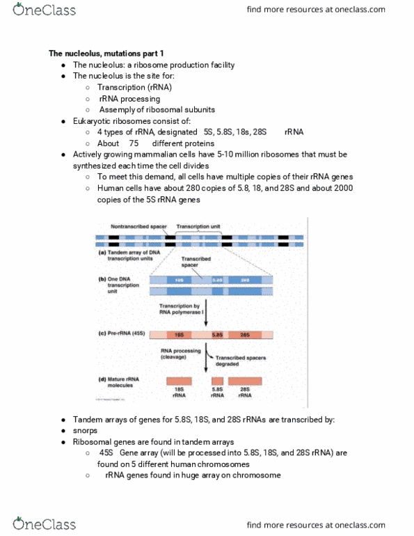 MCB 150 Lecture Notes - Lecture 22: Tandemly Arrayed Genes, 5.8S Ribosomal Rna, 28S Ribosomal Rna thumbnail