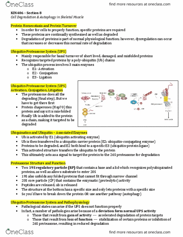 KIN406 Lecture Notes - Lecture 8: Membrane Potential, Cardiovascular Disease, Cytosol thumbnail