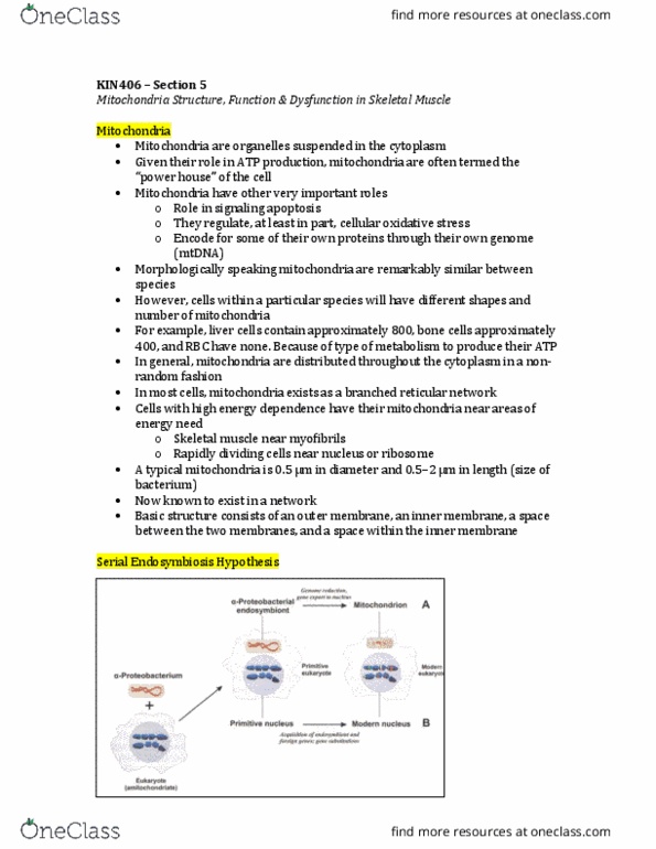 KIN406 Lecture Notes - Lecture 5: Mitochondrial Biogenesis, Nadh Dehydrogenase, Atp Synthase thumbnail