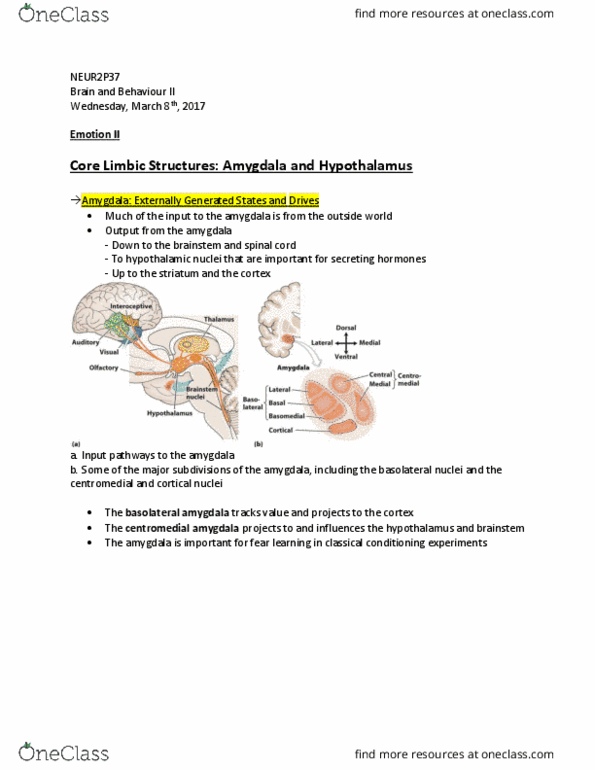 NEUR 2P37 Lecture Notes - Lecture 13: Ventromedial Prefrontal Cortex, Basolateral Amygdala, Medial Forebrain Bundle thumbnail