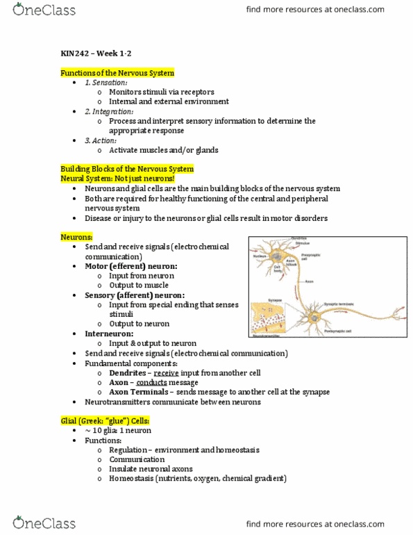 KIN242 Lecture Notes - Lecture 1: Dorsal Root Ganglion, Central Nervous System, Posterior Grey Column thumbnail