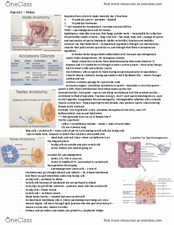 Physiology 3120 Lecture Notes - Lecture 1: Seminiferous Tubule, Vas Deferens, Seminal Vesicle thumbnail