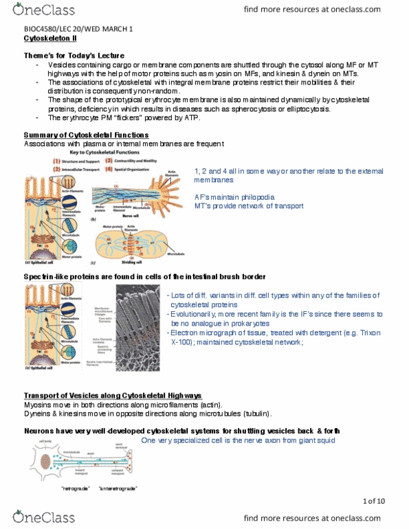 BIOC 4580 Lecture Notes - Lecture 20: Immunoglobulin Light Chain, Immunoglobulin Heavy Chain, Motility thumbnail