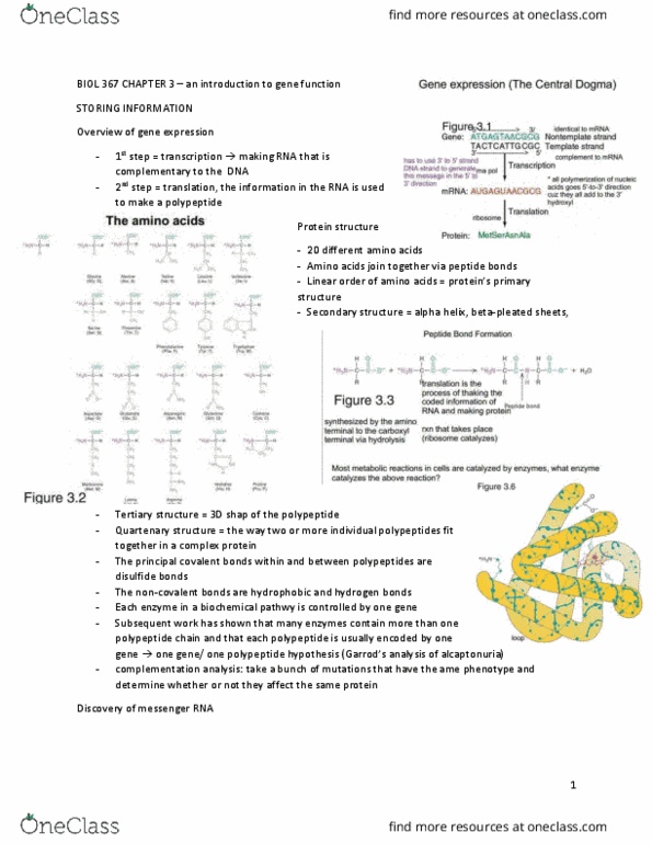 BIOL 367 Chapter Notes - Chapter 3: Peptide Bond, Gene Expression, Valine thumbnail