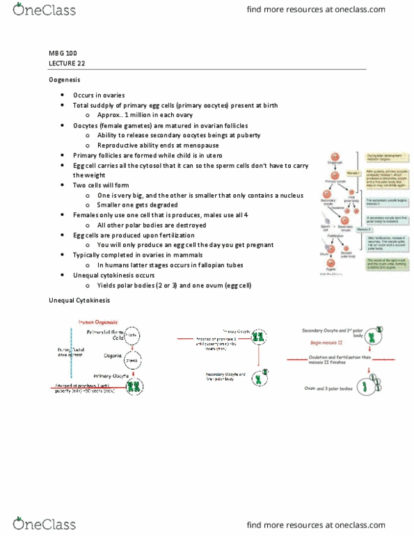 MBG 1000 Lecture Notes - Lecture 22: Cytosol, Fallopian Tube, Menopause thumbnail