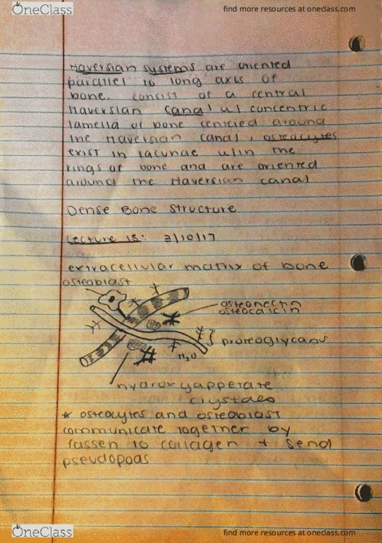 ANFS241 Lecture Notes - Lecture 15: Acne Vulgaris, Vacuole, Haversian Canal thumbnail