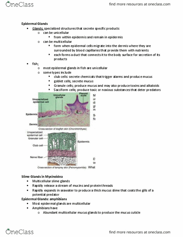 BIOL 204 Lecture Notes - Lecture 14: Ostracoderm, Basement Membrane, Monotreme thumbnail