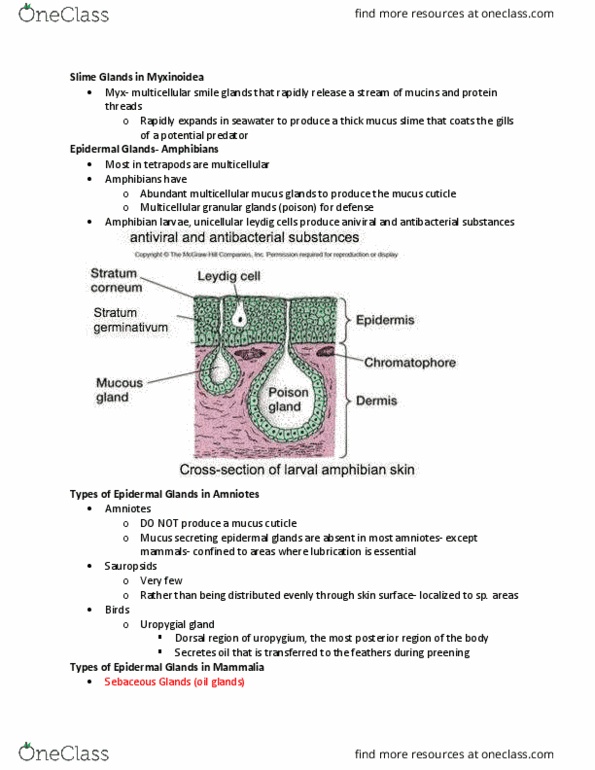 BIOL 204 Lecture Notes - Lecture 15: Myotome, Smooth Muscle Tissue, Pharyngeal Slit thumbnail