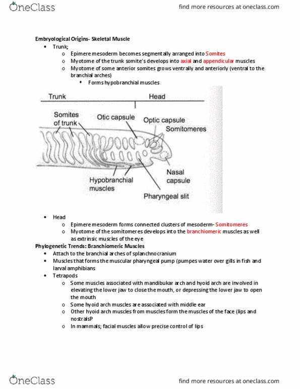 BIOL 204 Lecture Notes - Lecture 16: Rectus Abdominis Muscle, Transverse Abdominal Muscle, Vertebra thumbnail